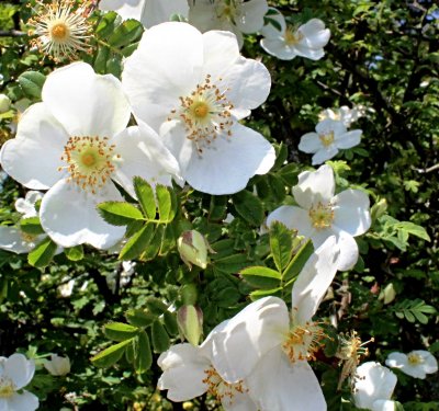 Rosa omeiensis 'Pteracantha' - růže omejská - detail